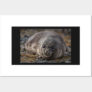 Young Elephant Seal Posters and Art